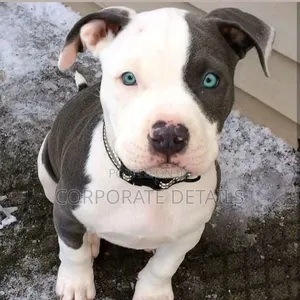 1-3 months Male Purebred American Pit Bull Terrier