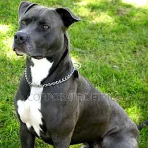6-12 months Male Purebred American Pit Bull Terrier