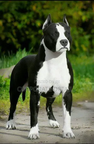6-12 months Male Purebred American Pit Bull Terrier