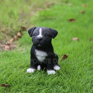 1-3 months Male Purebred American Pit Bull Terrier