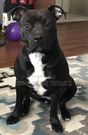 1-3 months Male Purebred American Pit Bull Terrier