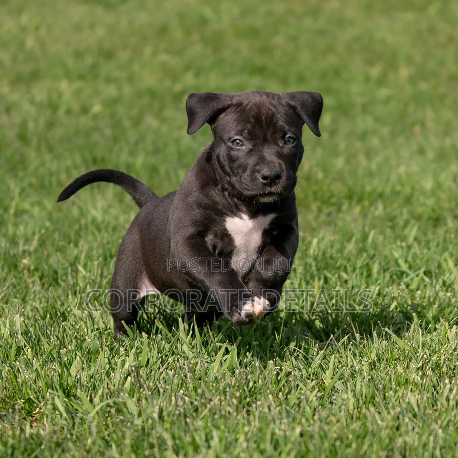 1-3 months Male Purebred American Pit Bull Terrier