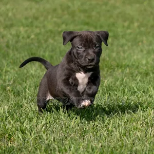 1-3 months Male Purebred American Pit Bull Terrier