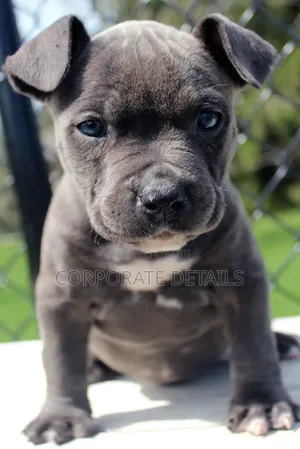 1-3 months Male Purebred American Pit Bull Terrier