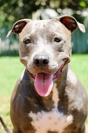 6-12 months Male Purebred American Pit Bull Terrier