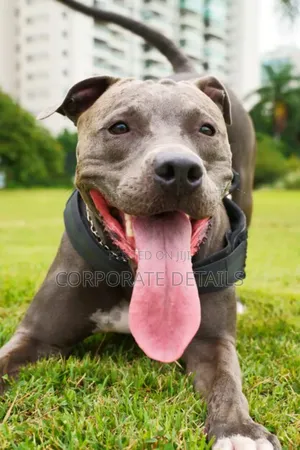 6-12 months Male Purebred American Pit Bull Terrier