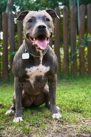 6-12 months Male Purebred American Pit Bull Terrier