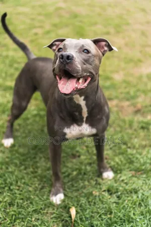 6-12 months Male Purebred American Pit Bull Terrier