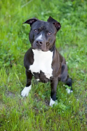 1+ year Male Purebred American Pit Bull Terrier