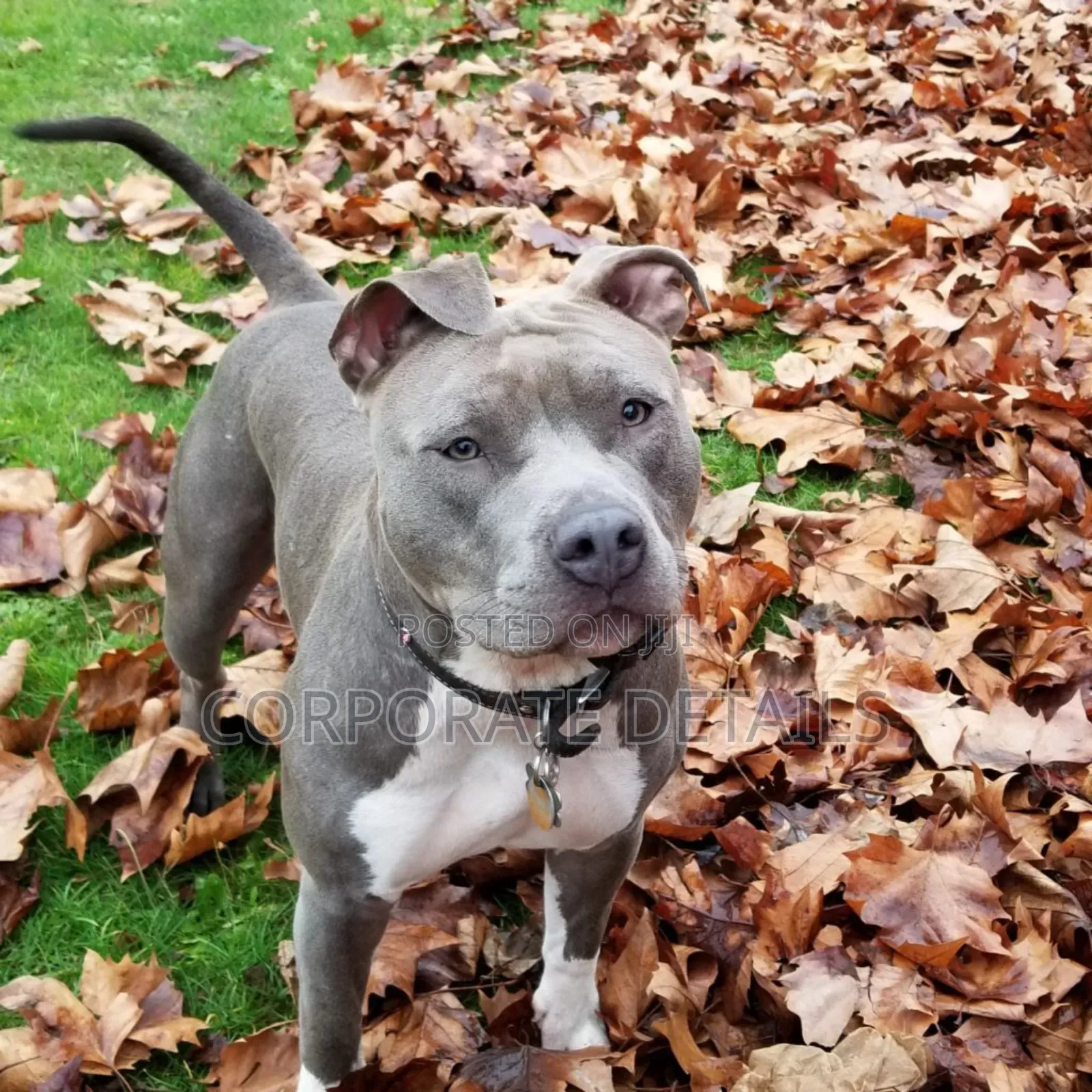 6-12 months Male Purebred American Pit Bull Terrier