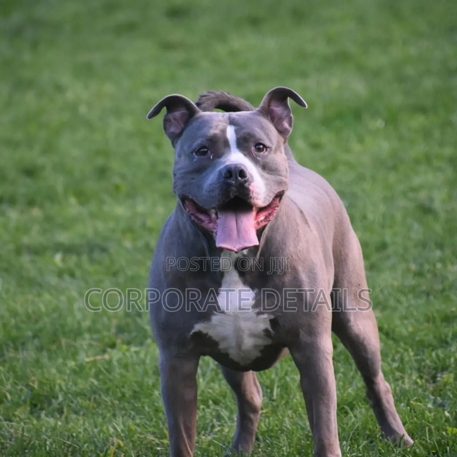 6-12 months Male Purebred American Pit Bull Terrier