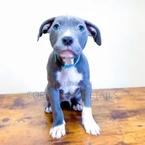 1-3 months Male Purebred American Pit Bull Terrier