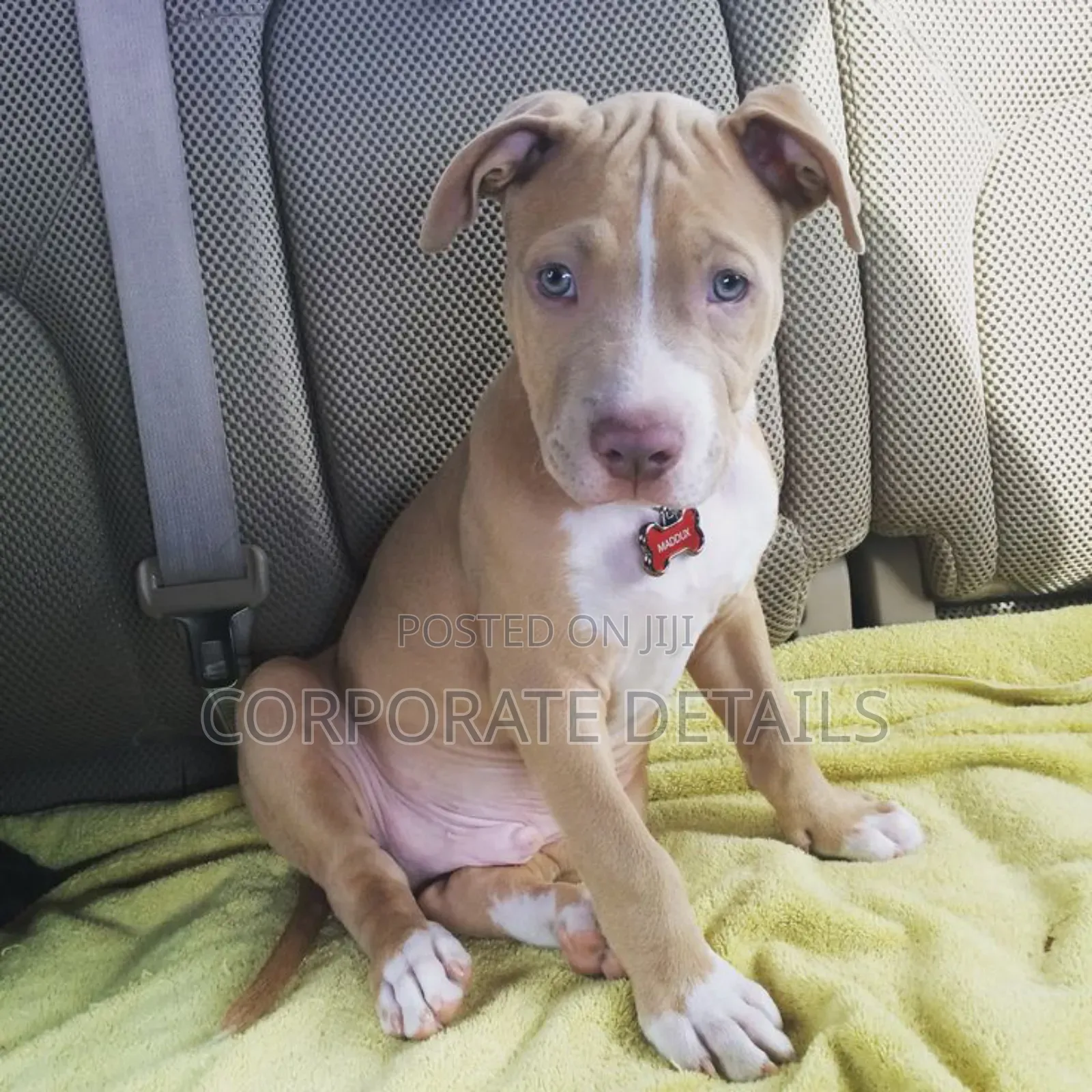 1-3 months Male Purebred American Pit Bull Terrier