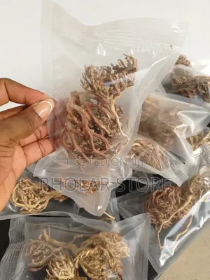 Rose Of Jericho Plant