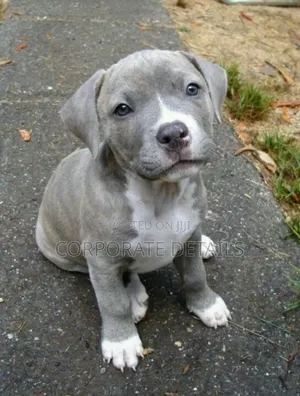 1-3 months Male Purebred American Pit Bull Terrier