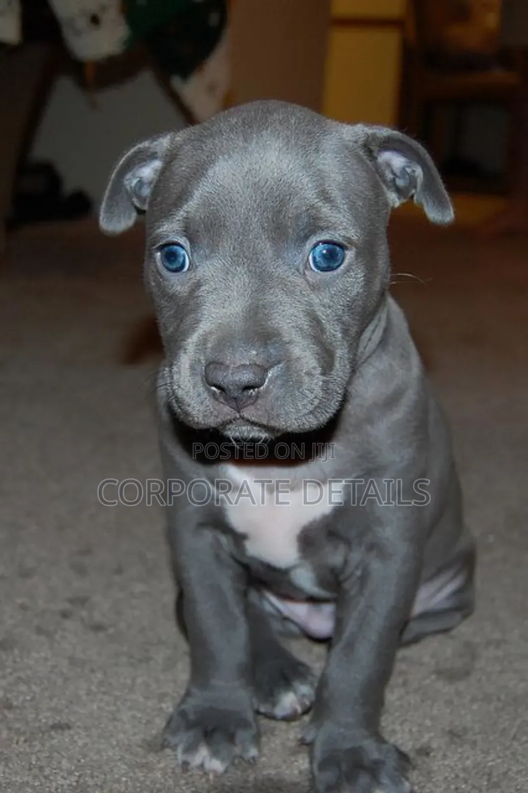 1-3 months Male Purebred American Pit Bull Terrier