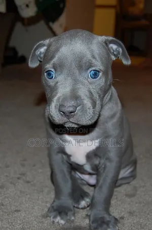 1-3 months Male Purebred American Pit Bull Terrier