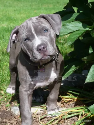 1-3 months Male Purebred American Pit Bull Terrier