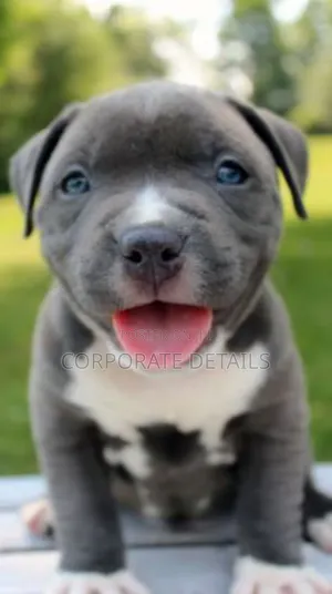 1-3 months Male Purebred American Pit Bull Terrier