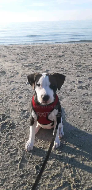 1+ year Male Purebred American Pit Bull Terrier