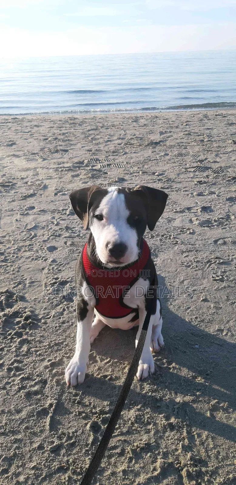 1+ year Male Purebred American Pit Bull Terrier