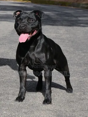 1+ year Male Purebred American Pit Bull Terrier