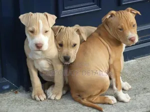 1-3 months Male Purebred American Pit Bull Terrier