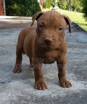 1-3 months Male Purebred American Pit Bull Terrier