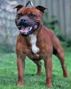 1-3 months Male Purebred American Pit Bull Terrier
