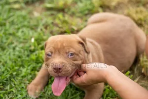 1-3 months Male Purebred American Pit Bull Terrier