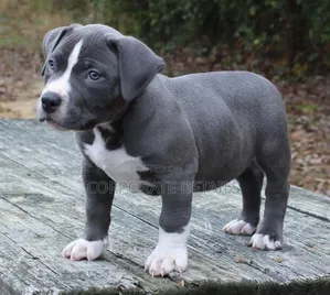 1-3 months Male Purebred American Pit Bull Terrier
