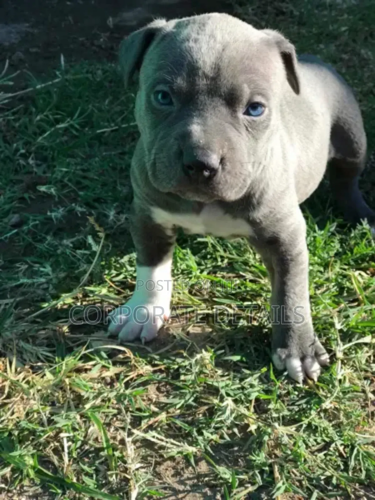 1-3 months Male Purebred American Pit Bull Terrier