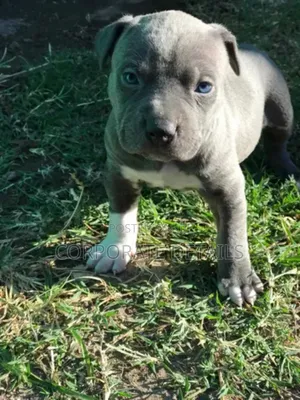 1-3 months Male Purebred American Pit Bull Terrier