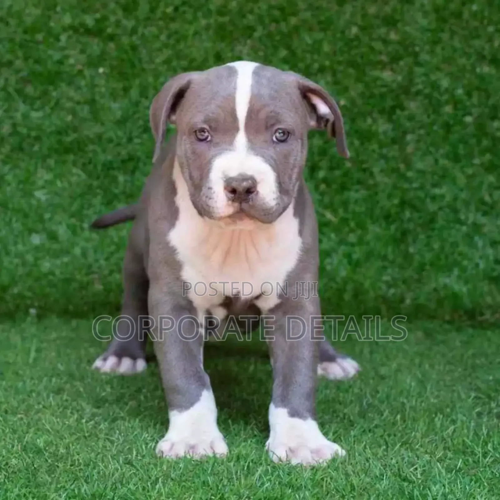 1-3 months Male Purebred American Pit Bull Terrier