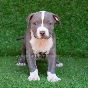 1-3 months Male Purebred American Pit Bull Terrier