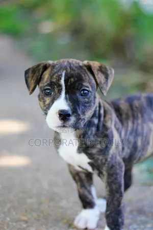 1-3 months Male Purebred American Pit Bull Terrier