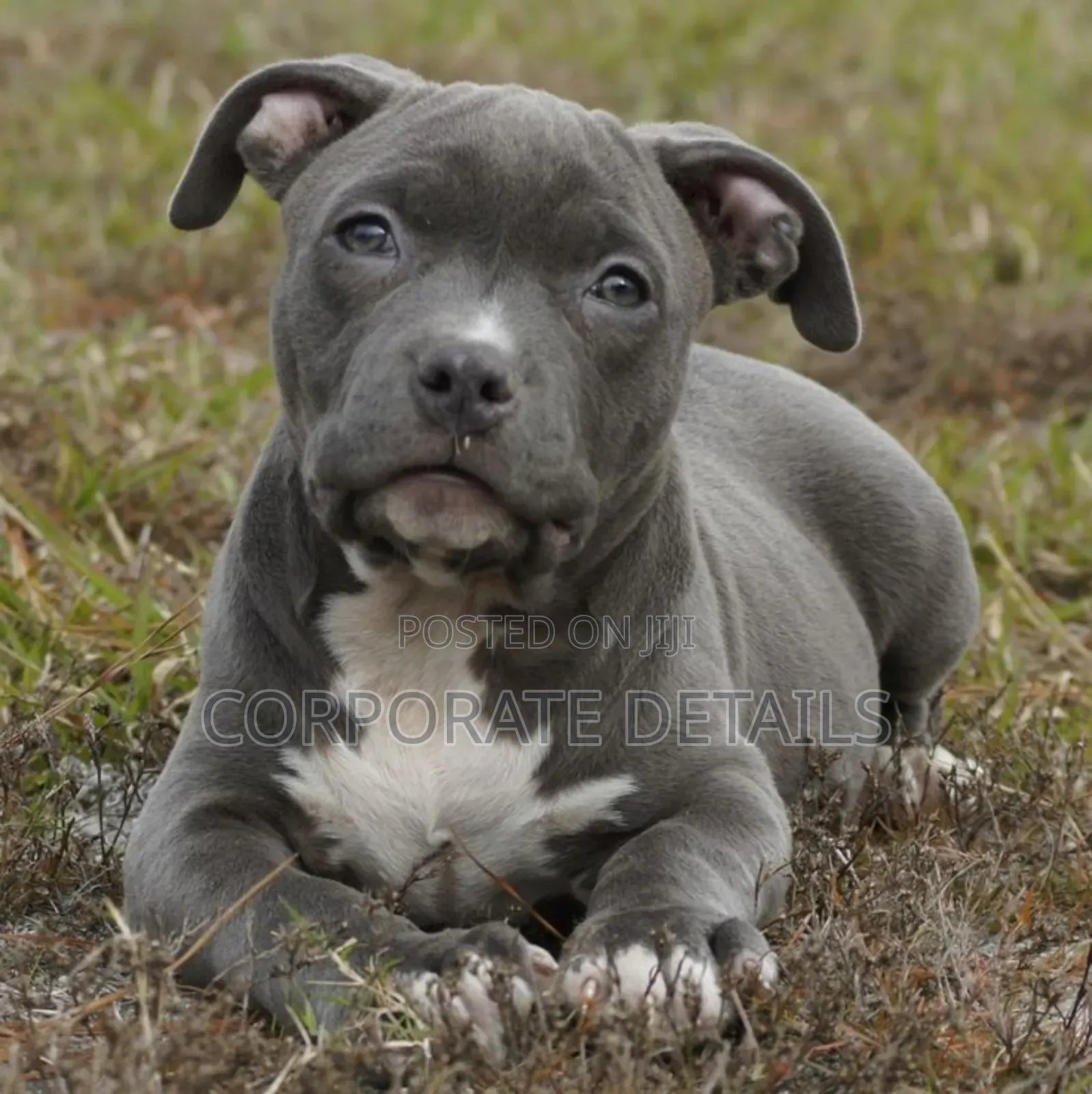 1-3 months Male Purebred American Pit Bull Terrier
