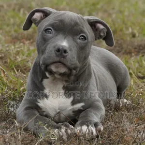 1-3 months Male Purebred American Pit Bull Terrier