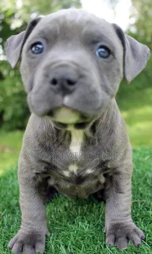 1-3 months Male Purebred American Pit Bull Terrier