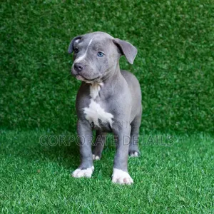 1-3 months Male Purebred American Pit Bull Terrier