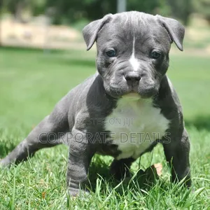 1-3 months Male Purebred American Pit Bull Terrier