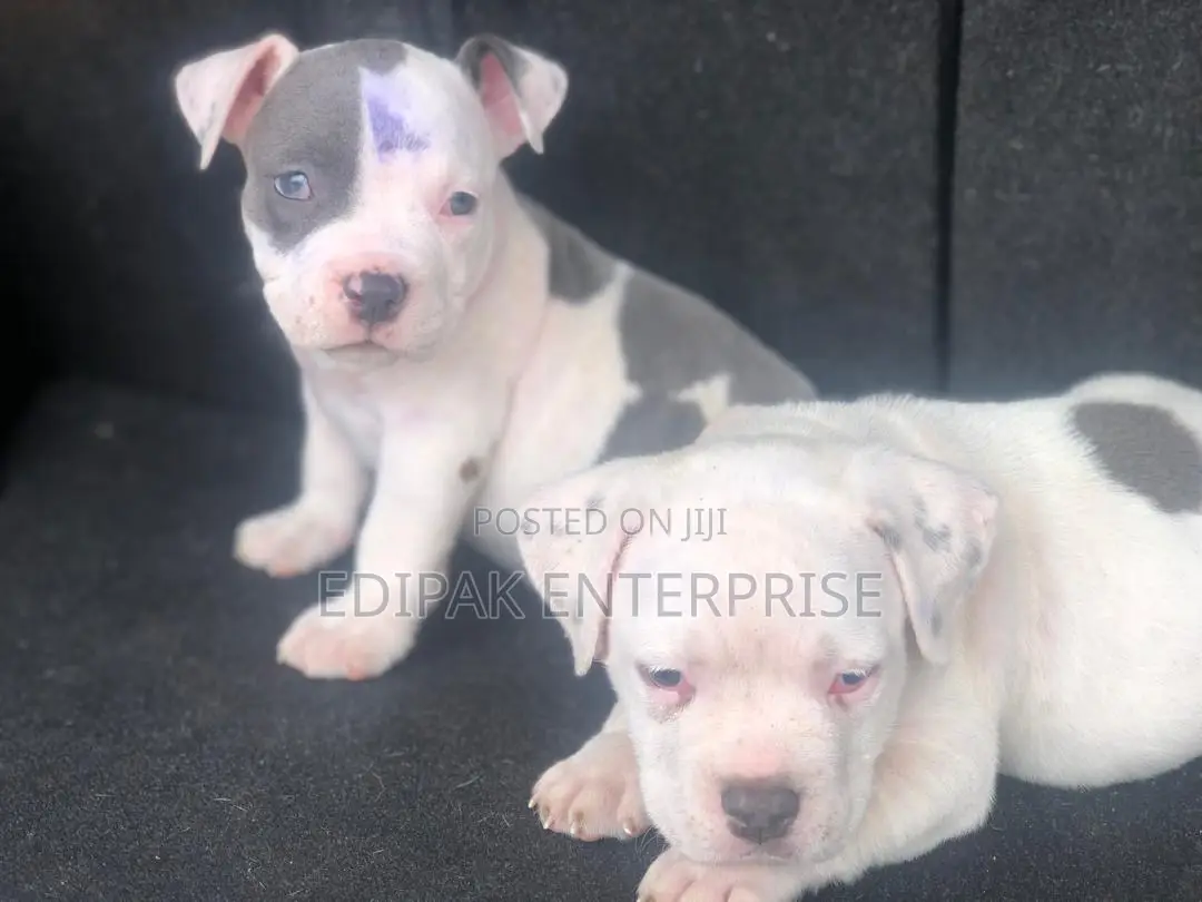 1-3 months Female Purebred American Pit Bull Terrier