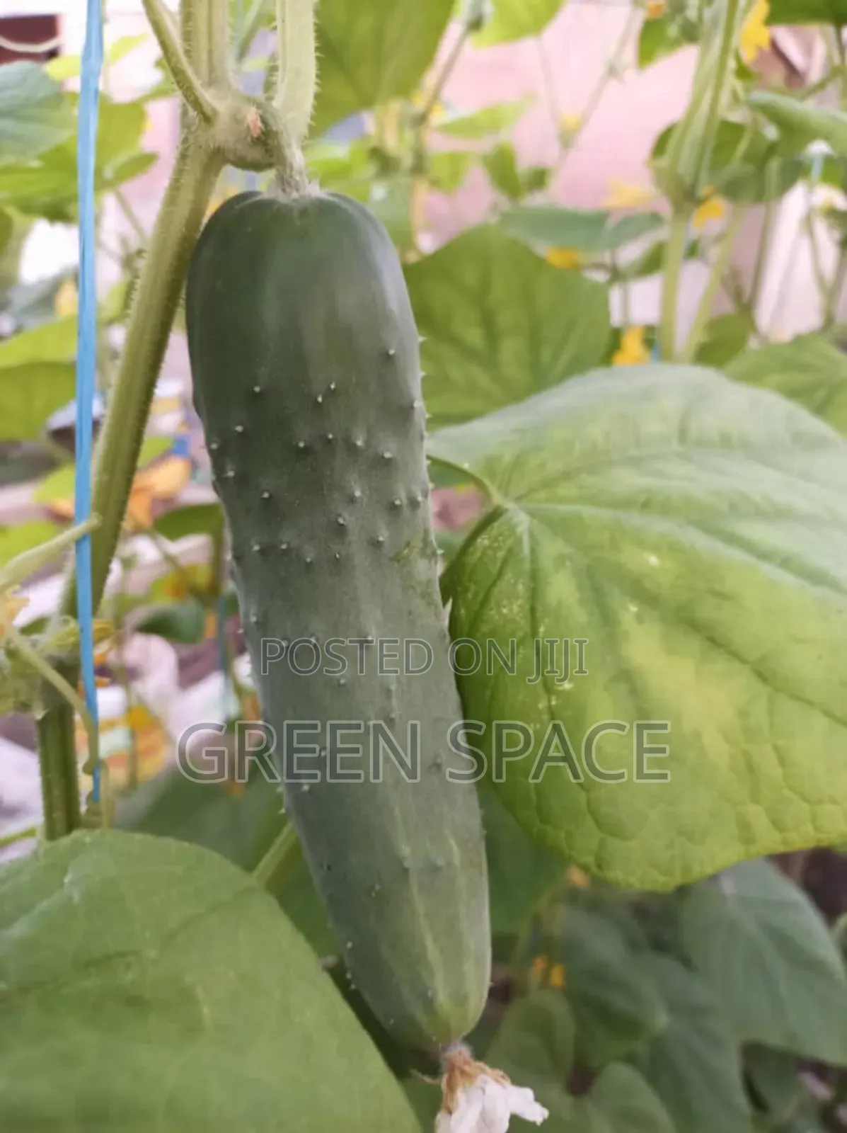 Cucumber Seeds