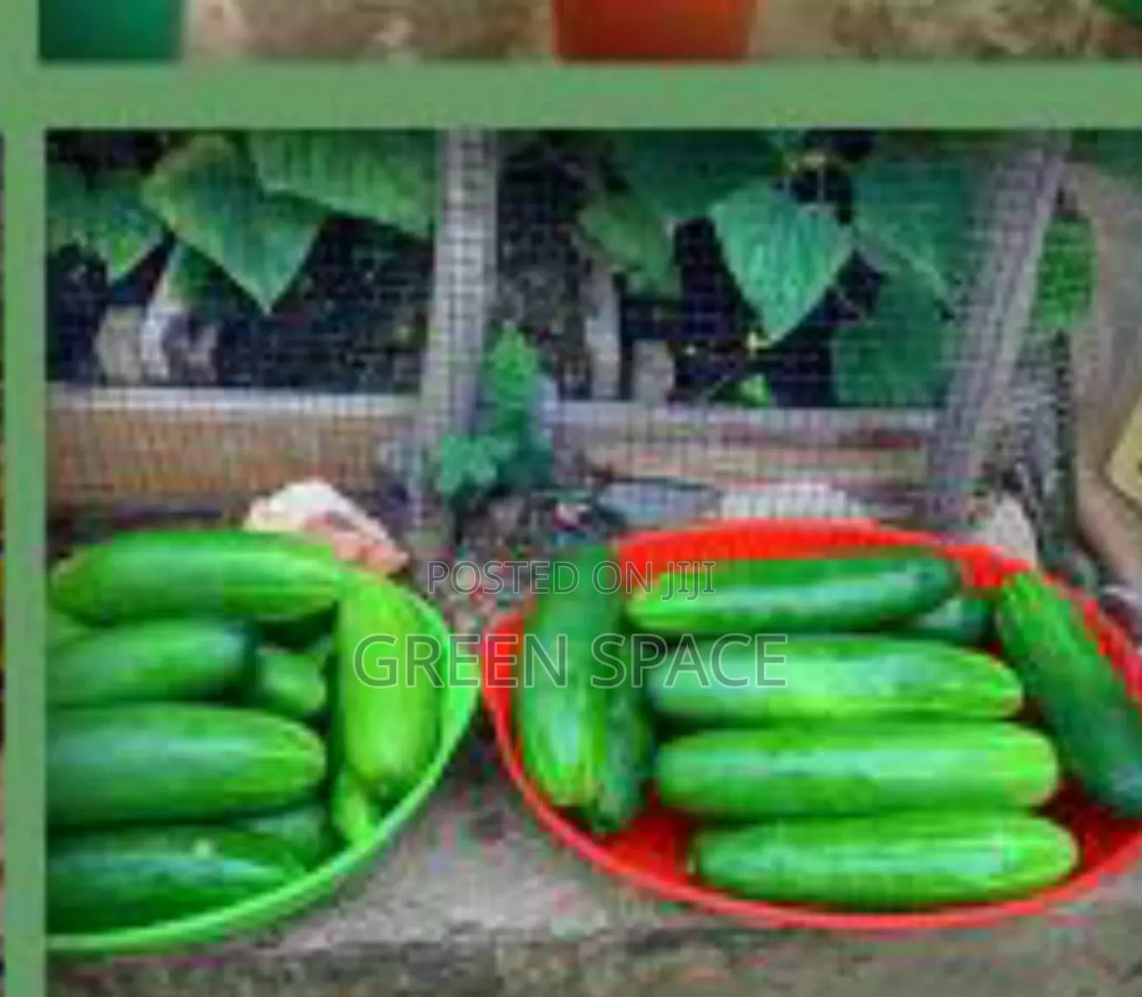 Cucumber Seeds
