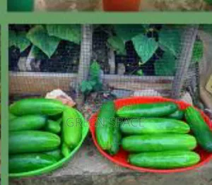 Cucumber Seeds