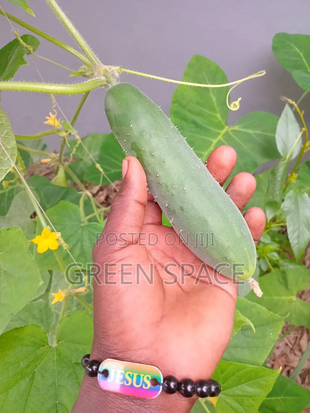 Cucumber Seeds
