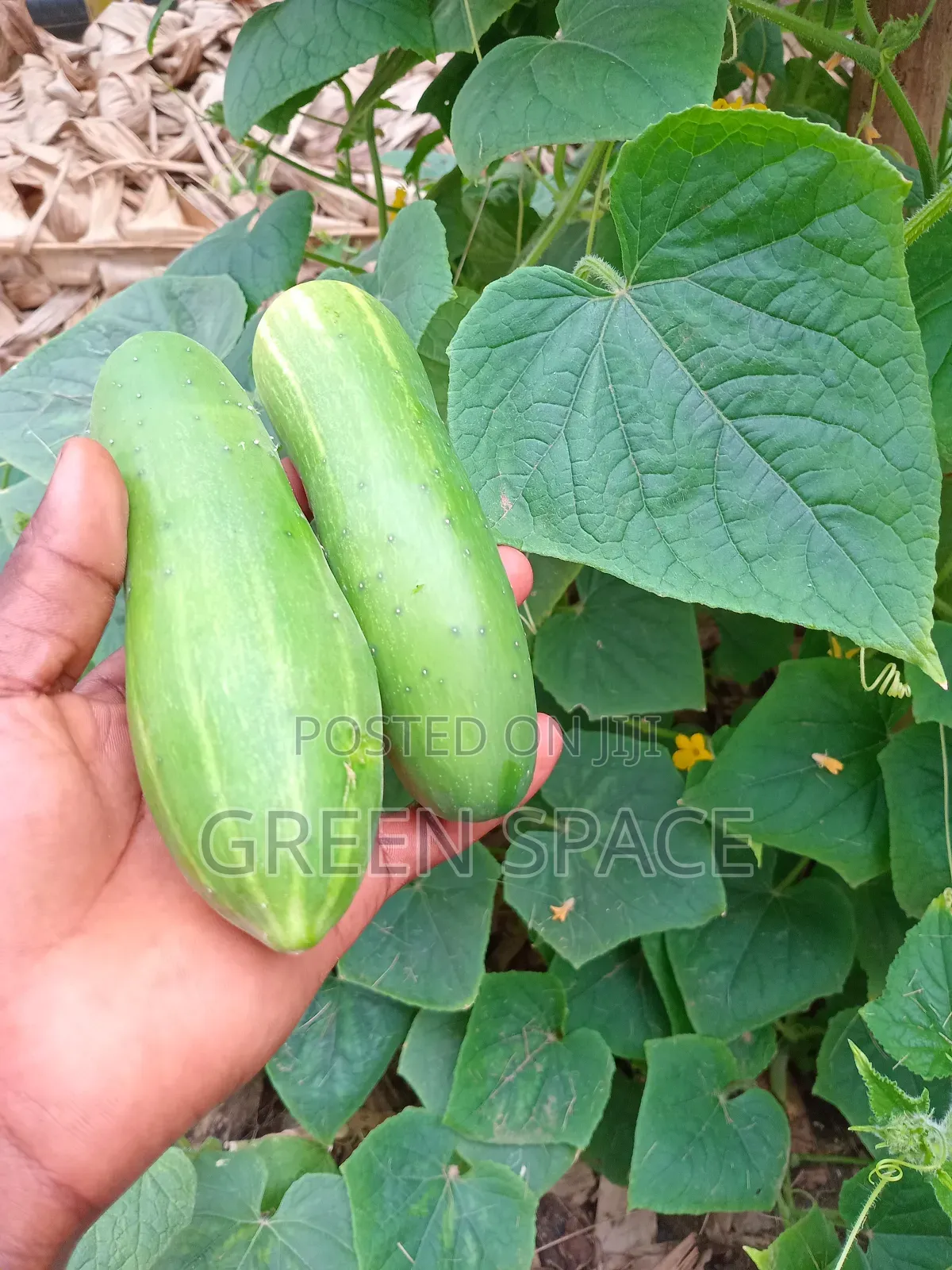 Cucumber Seeds