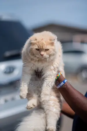 6-12 months Female Purebred Persian
