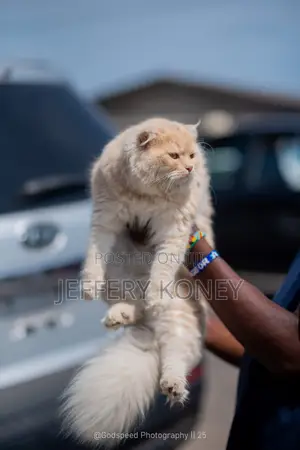 6-12 months Female Purebred Persian