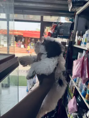 1-3 months Male Purebred Poodle